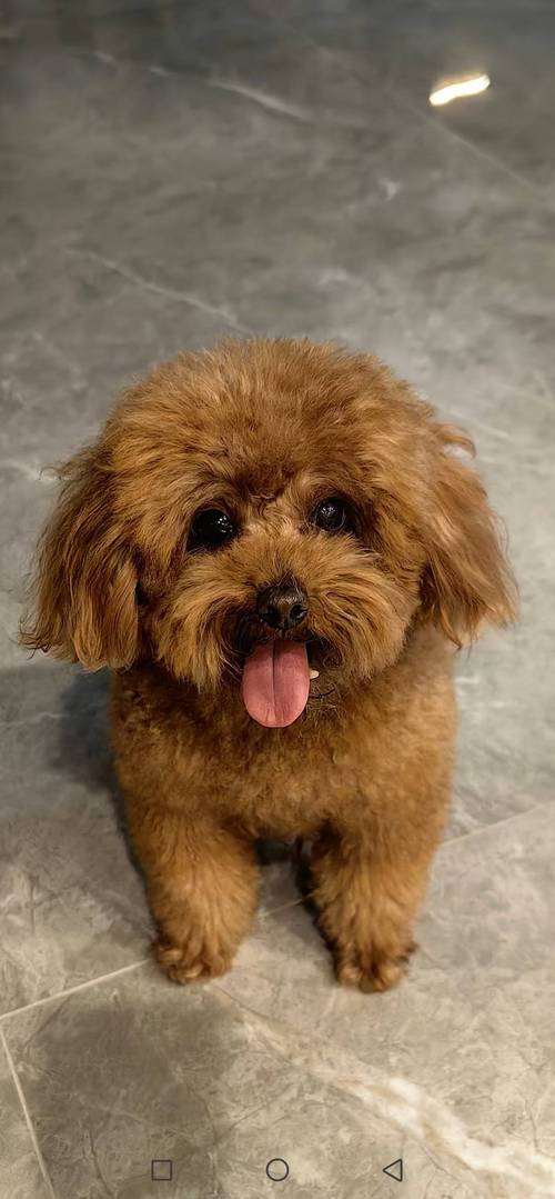 狗狗看人是什么颜色啊