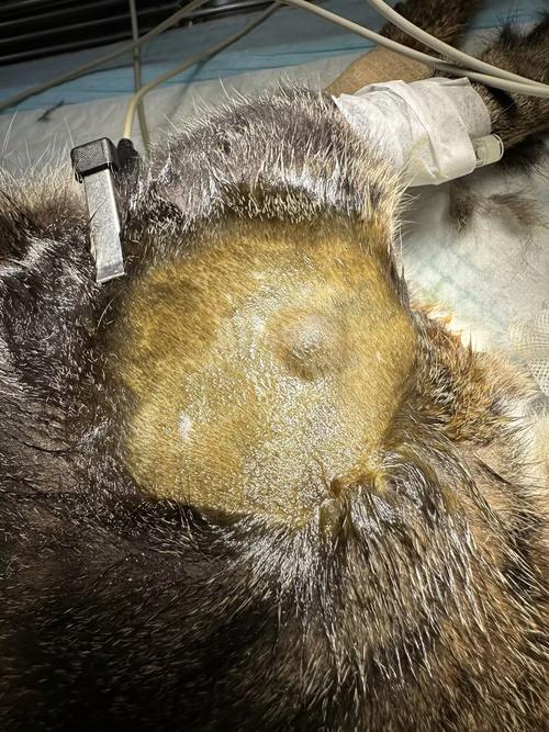 猫咪的皮下肿瘤要花多少钱才能治好啊?(刚毕业,没有多少钱)