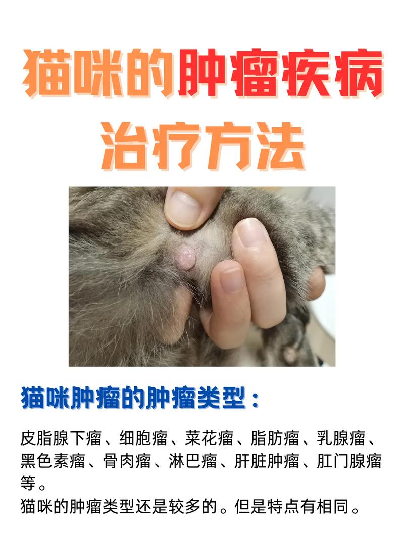 给猫看病要多少钱?