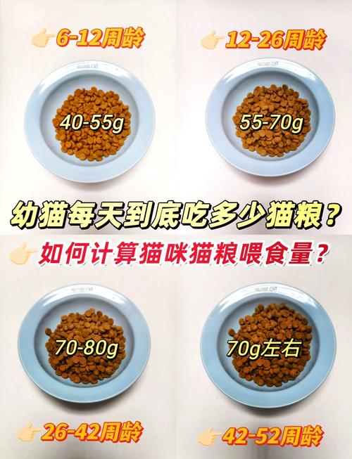 2个月猫咪吃多少猫粮