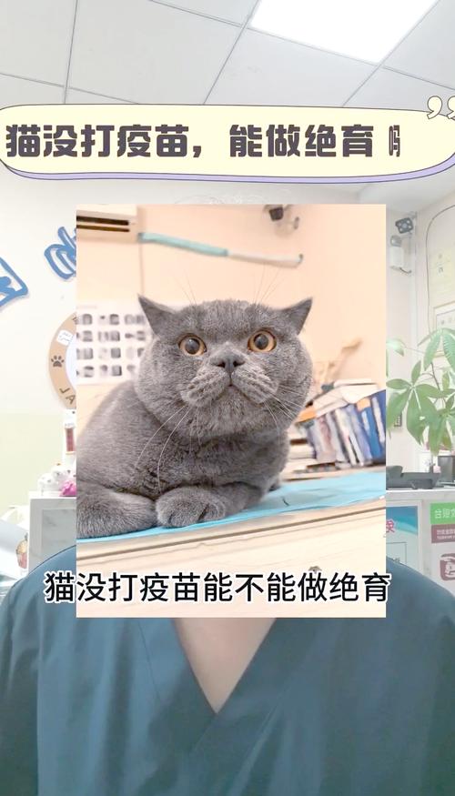 没打疫苗的猫可以绝育吗?