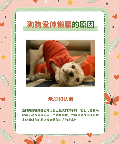 狗狗“伸懒腰”代表什么含义?千万别误会了!