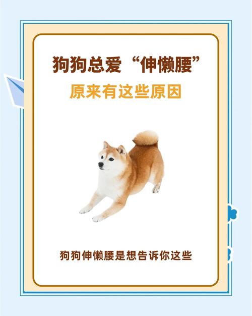 狗狗老伸懒腰怎么回事