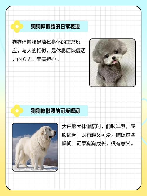 狗狗老是“伸懒腰”,不止活动身体,还有这些原因