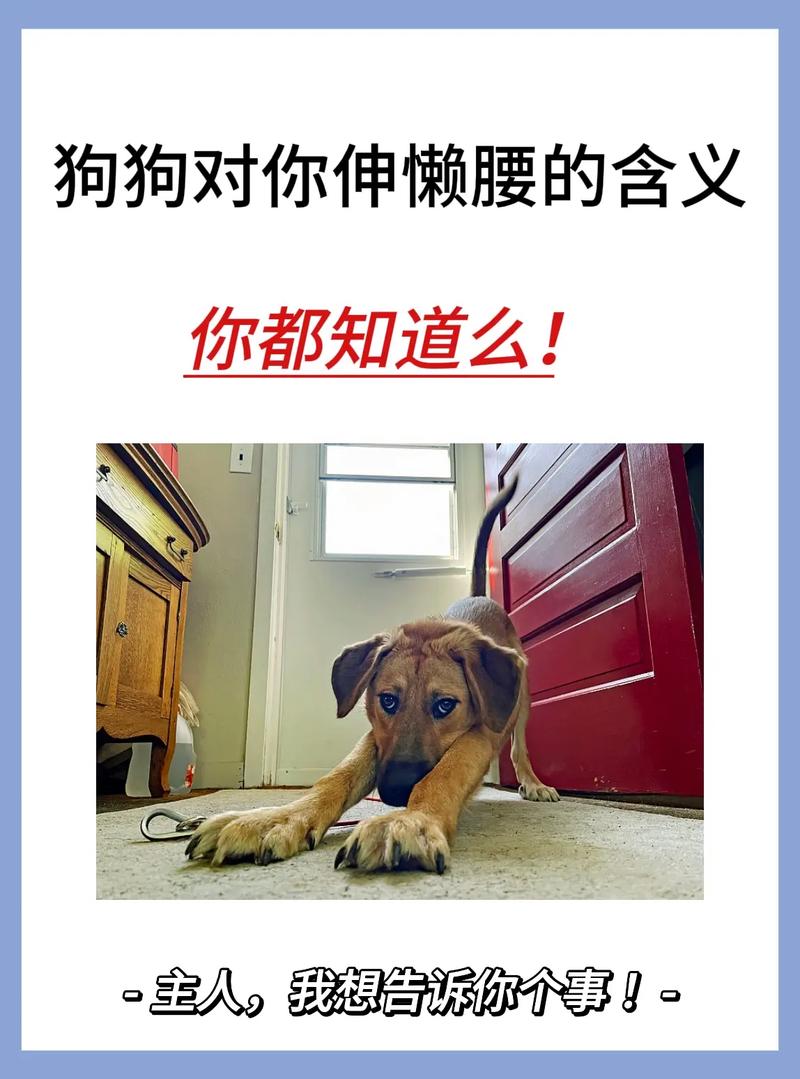 狗狗为什么总在对着主人的时候伸懒腰?