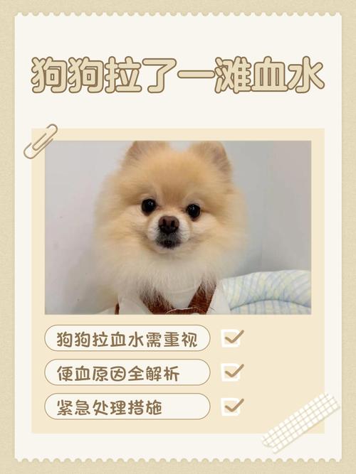 狗狗拉血水最快的治疗方法