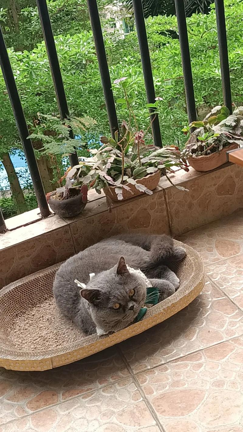 猫丢了很难过怎么办