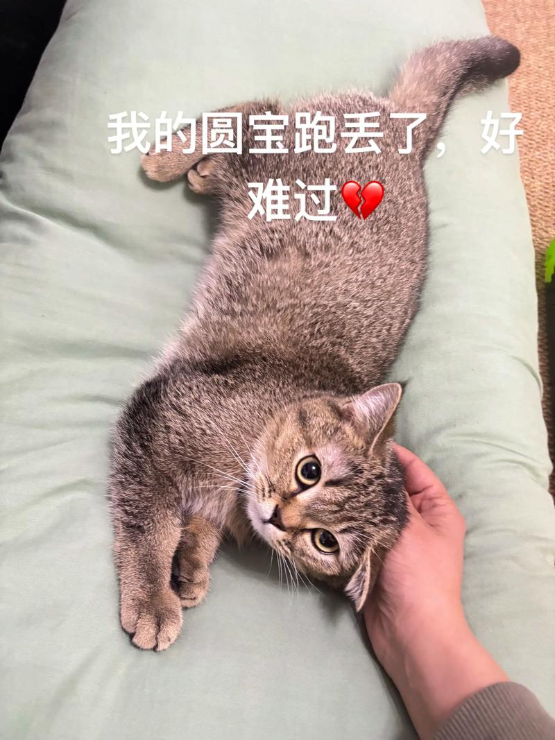 猫跑丢了找回来之后需要做什么?