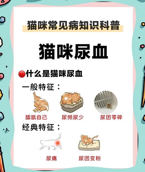 猫咪为什么会尿血