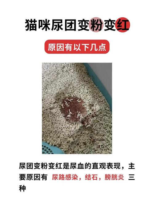 猫尿血块是怎么回事
