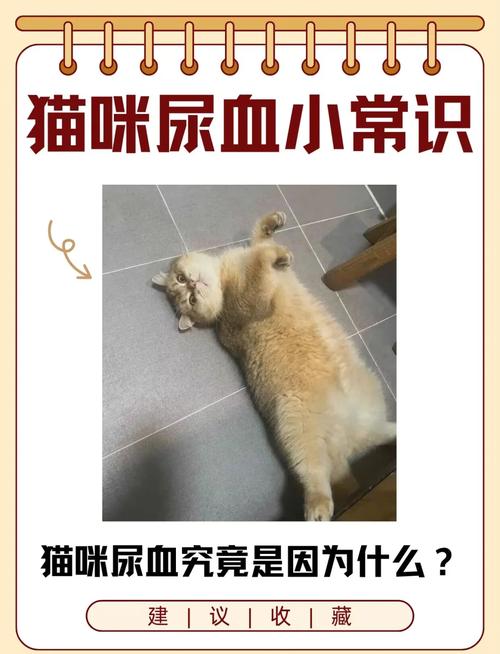 求助,猫咪尿中有一点淡粉色是尿血吗
