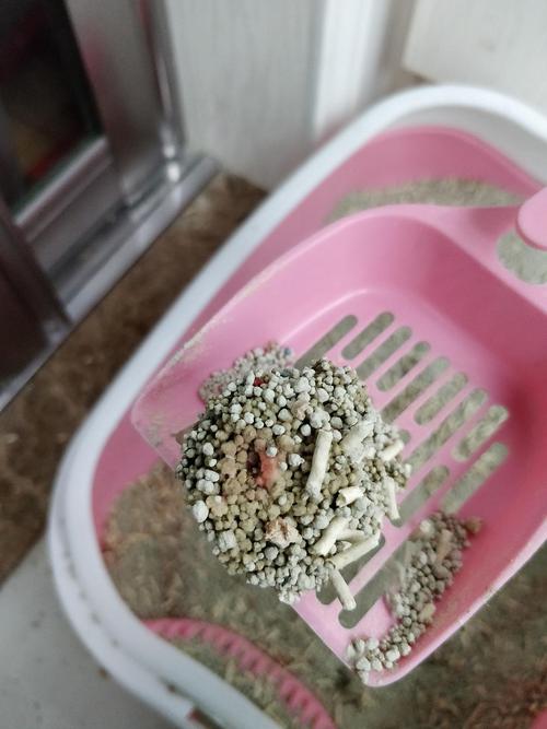 猫咪突然尿血是怎么回事