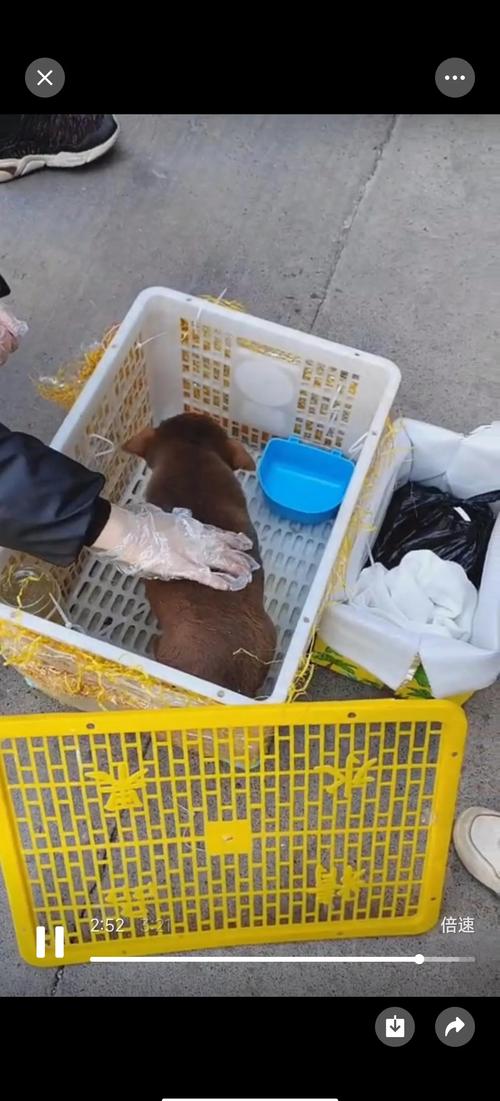 快递可以寄狗吗