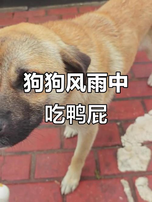 狗怀孕吃鸭屁股能导致小狗不成吗