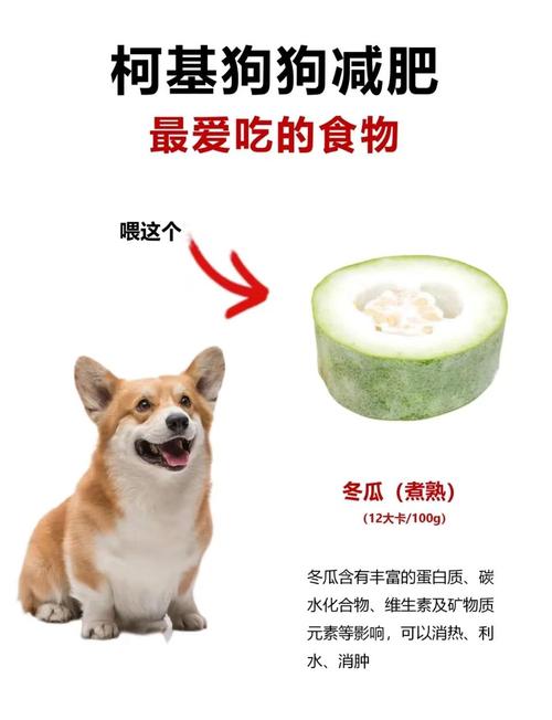 狗狗吃什么,可以长胖,怎么可以让他们食欲好?
