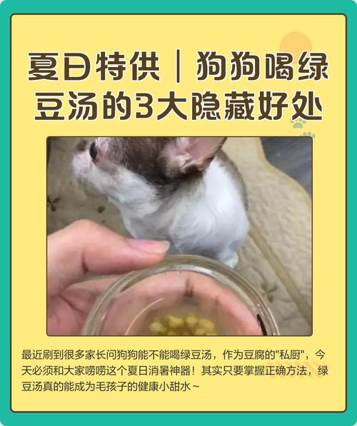 狗狗可以吃绿豆汤吗