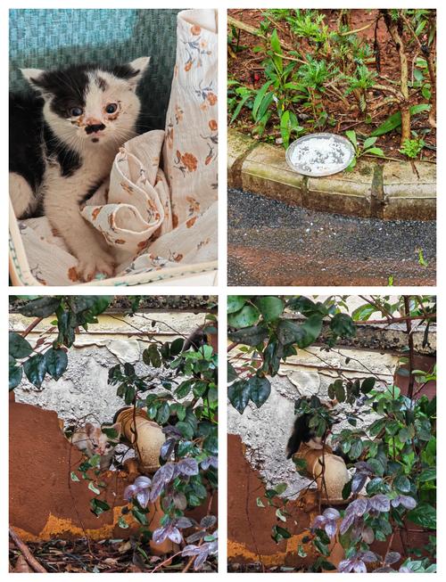 猫从3楼摔下来会死吗?