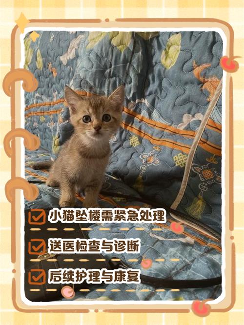 猫真的有九条命吗,如果从楼房18层摔下来能安然无恙吗?