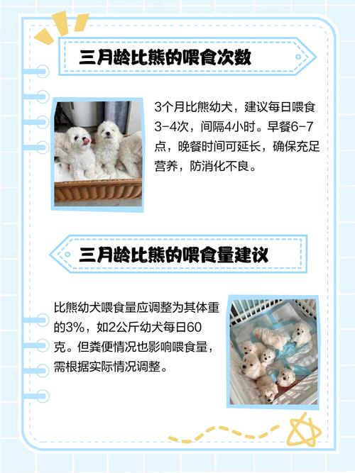 三个月的狗狗一天吃几顿