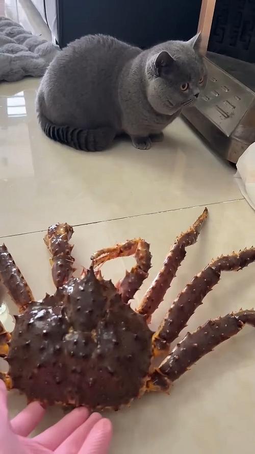 猫为什么不能吃螃蟹