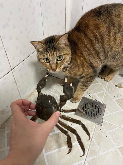 ?猫吃螃蟹会怎么样
