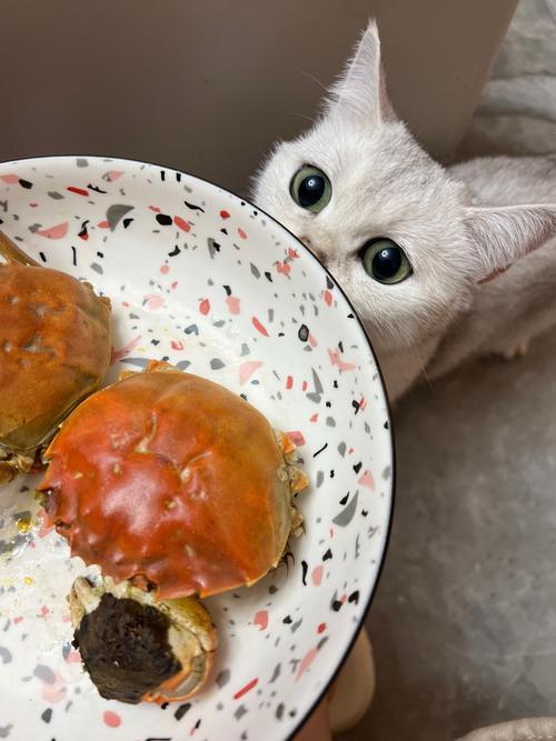猫咪能吃螃蟹肉和蟹黄么