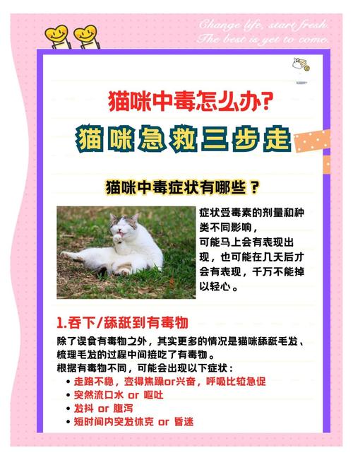 给猫咪补充了过多的维生素还会引起中毒,遇到这种情况该怎么办?