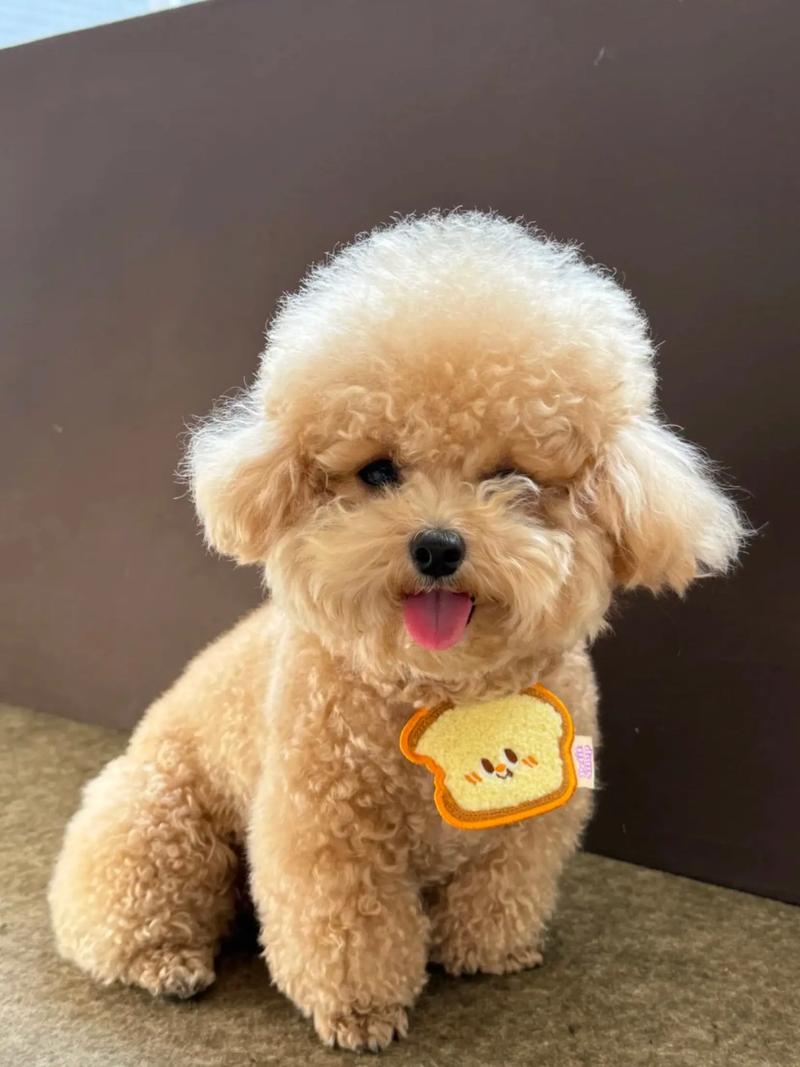 泰迪可以吃西瓜吗