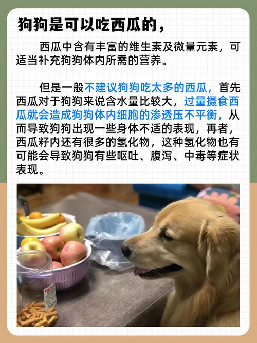 泰迪到底能不能吃西瓜