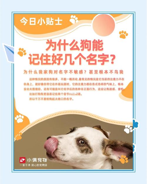 泰迪狗狗可以吃西瓜吗