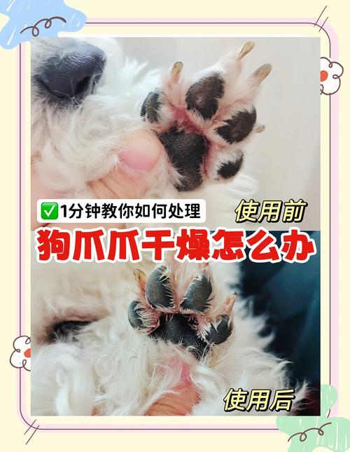 我家金毛昨天把脚掌磨破了,怎么办?