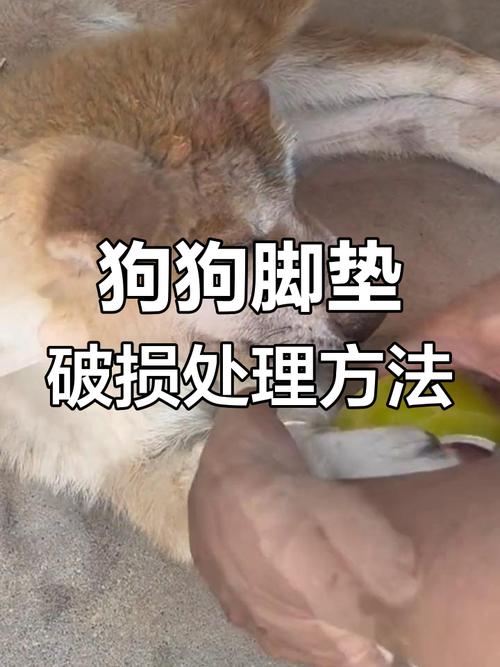 狗狗脚掌磨破皮怎么办