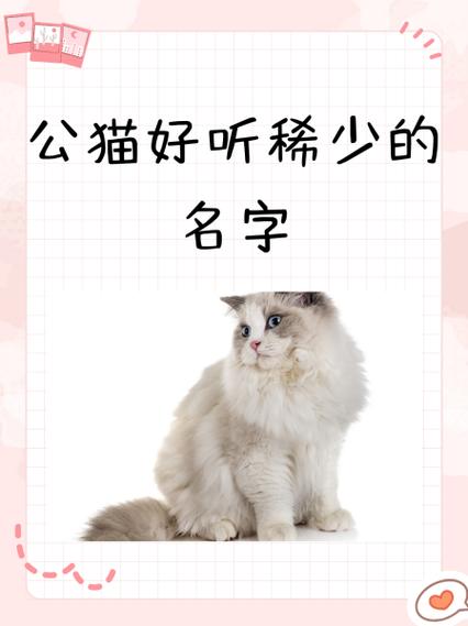 带财气的猫名字