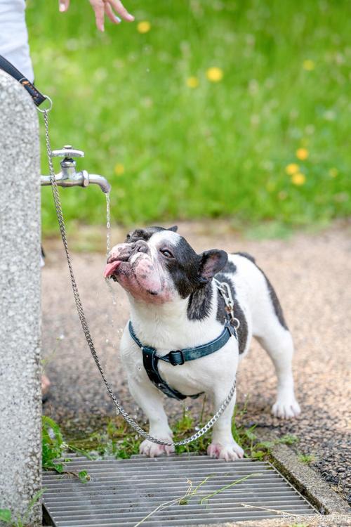 狗狗能闻电蚊香液吗