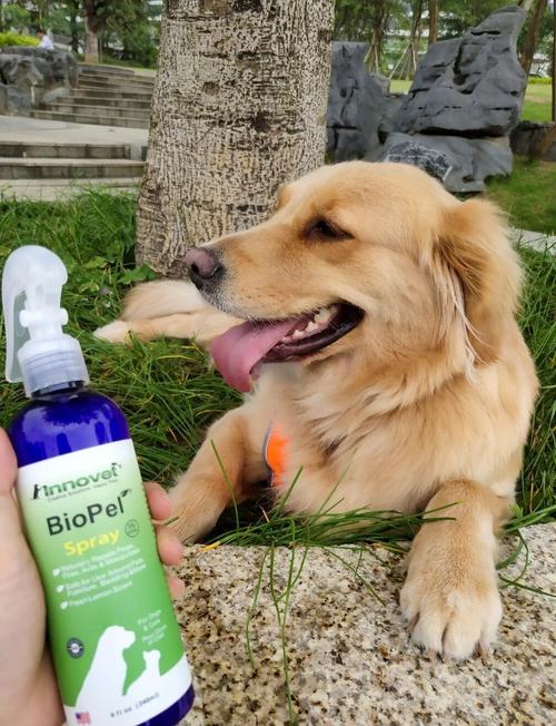 狗狗闻了一个晚上的蚊香味怎么办