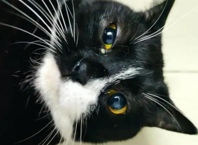 猫咪老有眼屎是什么原因