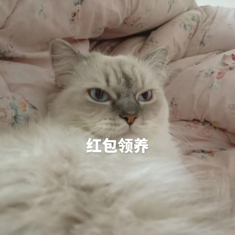 宠物领养协议书