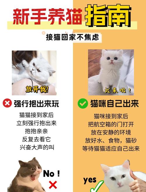我喜欢养猫咪,但房东不让养,该怎么办呢?