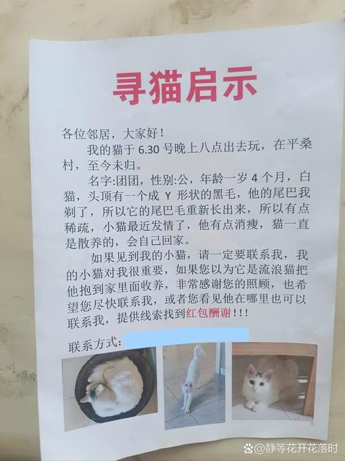 给小猫找主人文案怎么写