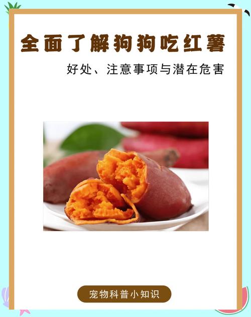 狗狗可以吃番薯吗