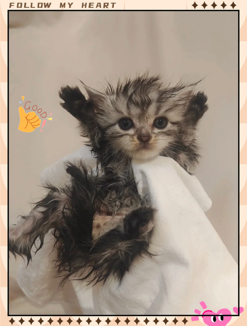 刚出生的小猫多久洗澡