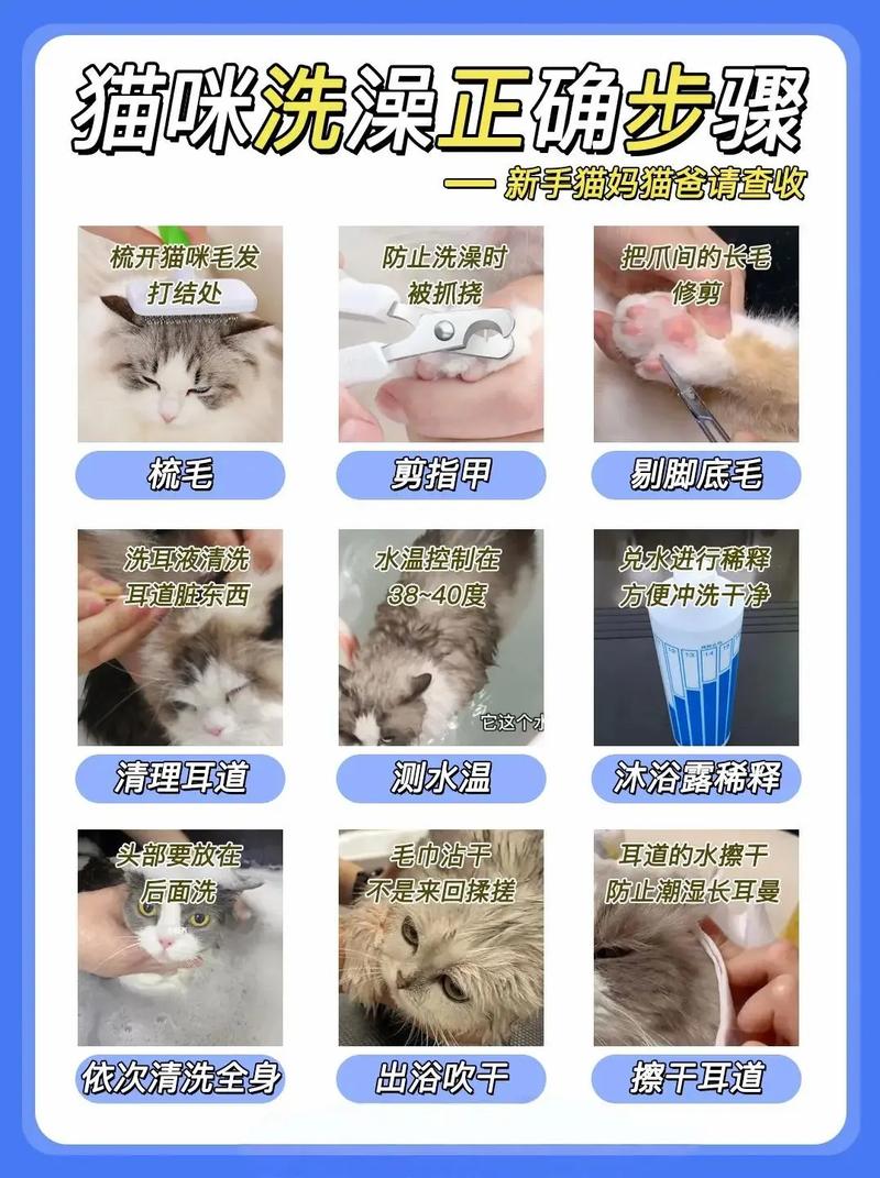 猫咪出生多久可以洗澡