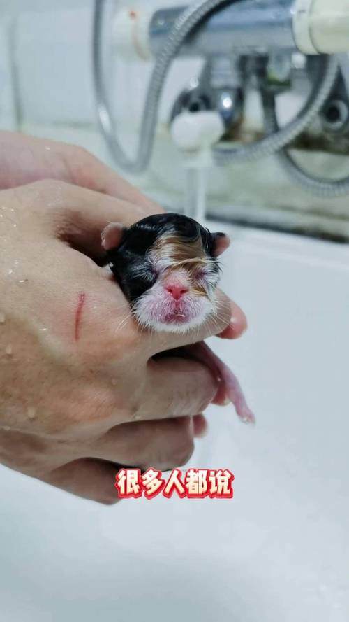 猫出生后多久可以洗澡