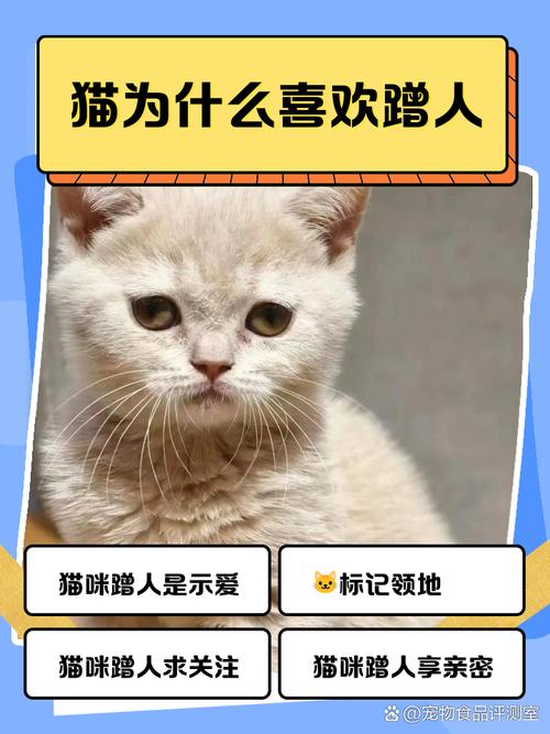 猫在你身上蹭来蹭去是什么意思