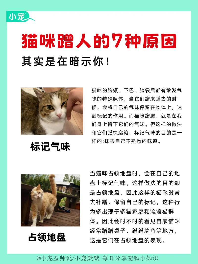 猫咪不停的蹭人,背部上拱,尾巴高高竖起是什么原因?