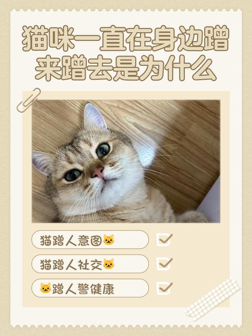 流浪猫总喜欢在我脚边蹭来蹭去,这是为什么呢?