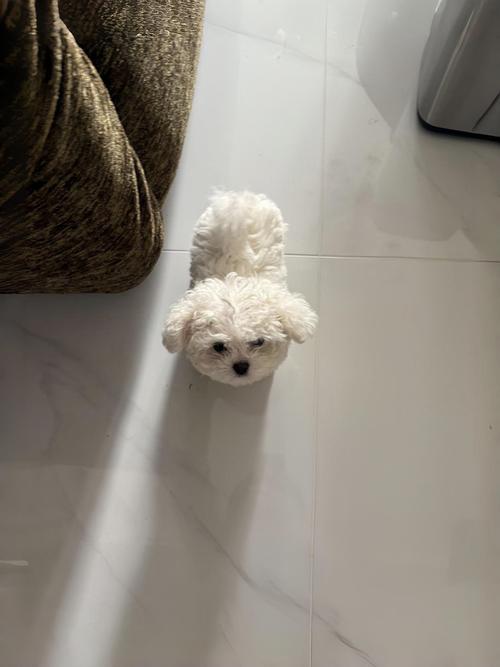 比熊睡觉需要盖被子吗