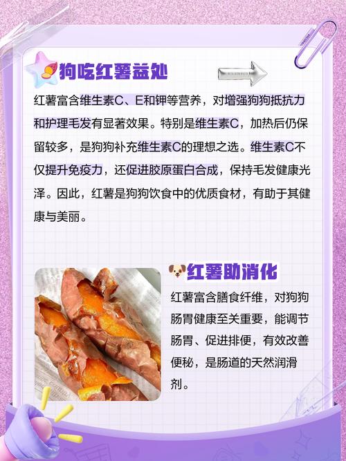 狗能吃红薯吗