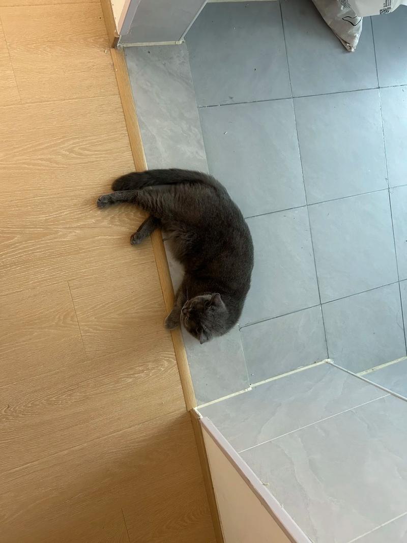 无毛猫夏天能吹空调吗?