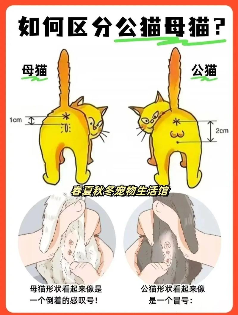 怎么分辨公猫母猫